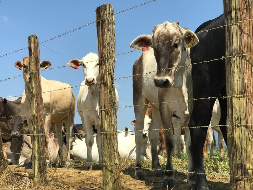 Produtores têm até 30 de junho para atualizar cadastro de rebanho e evitar multas no Espírito Santo