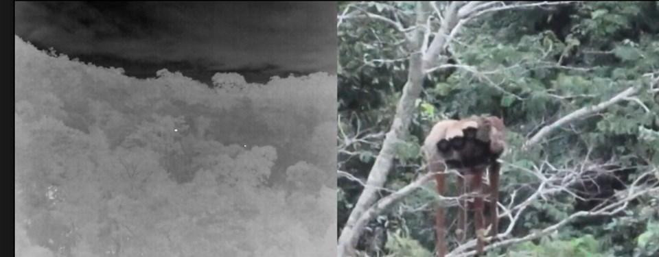Registro raro de família de guigós reforça importância da Serra das Torres para conservação da fauna capixaba