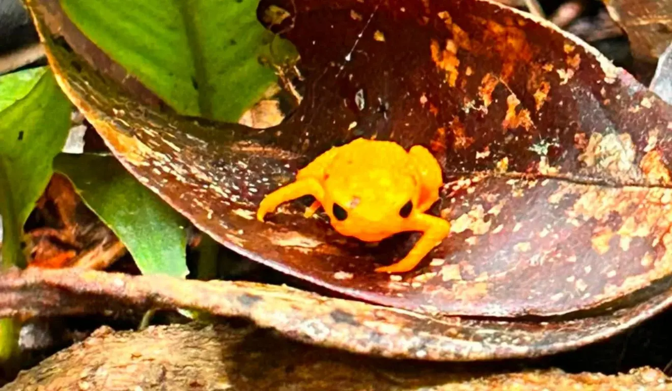 Tesouro da Mata Atlântica: raro sapo pingo-de-ouro é encontrado em área preservada de Vargem Alta