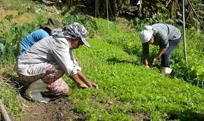 Última semana para agricultores familiares participarem de chamada pública com investimento de R$ 62 milhões