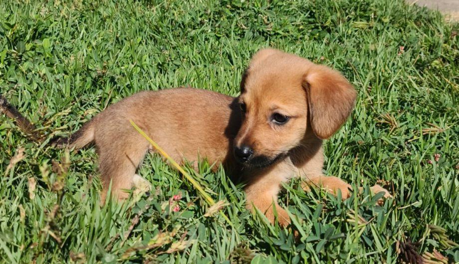 À espera de um lar: 60 cães resgatados aguardam adoção responsável em Cachoeiro