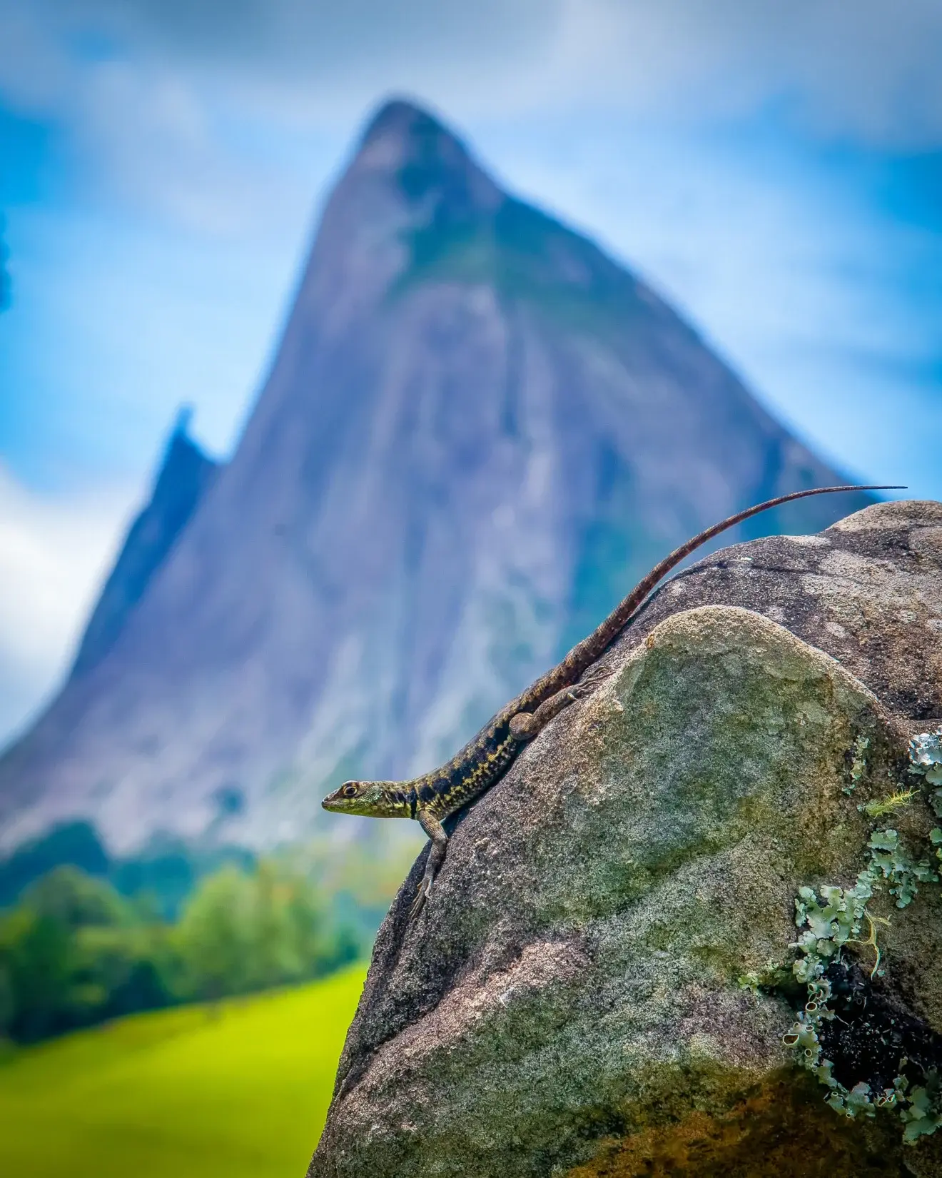 Animais raros surpreendem em registros no Parque Estadual da Pedra Azul