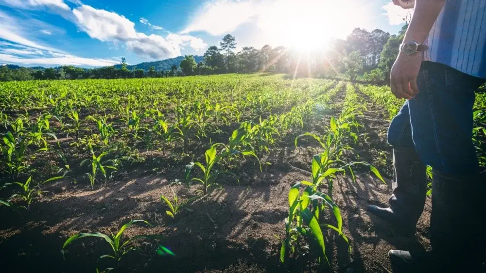 Banestes anuncia R$ 1 bilhão em crédito rural no Plano Safra 2026/2027 para produtores capixabas