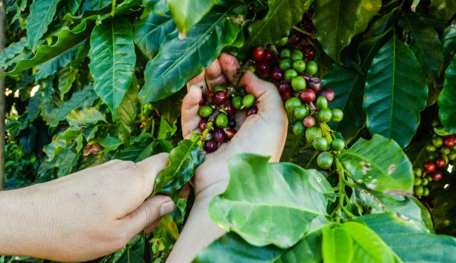 Cachoeiro abre inscrições para Concurso de Qualidade e Sustentabilidade dos Cafés Arábica e Conilon