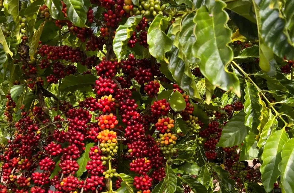 Café dispara 15% em julho e produtores do ES vivem dilema: vender agora ou esperar mais valorização?