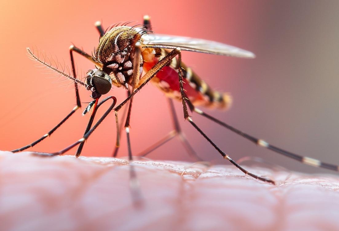 Cariacica reduz em quase 82% os casos de dengue e reforça resultado das ações de combate ao mosquito
