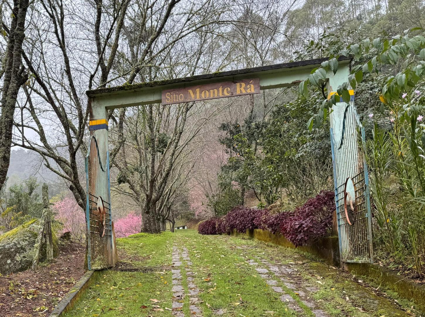 Cerejeiras começam a florescer e transformam paisagem de Alfredo Chaves em atração turística