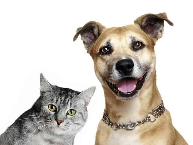 Colatina abre cadastro para protetores independentes de animais e amplia ações de bem-estar animal