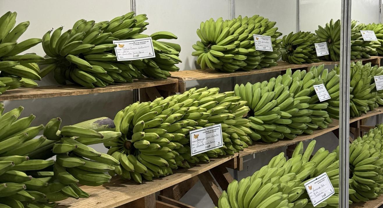 Concurso da Banana vai premiar produtores com R$ 13 mil durante a Festa da Banana e do Leite