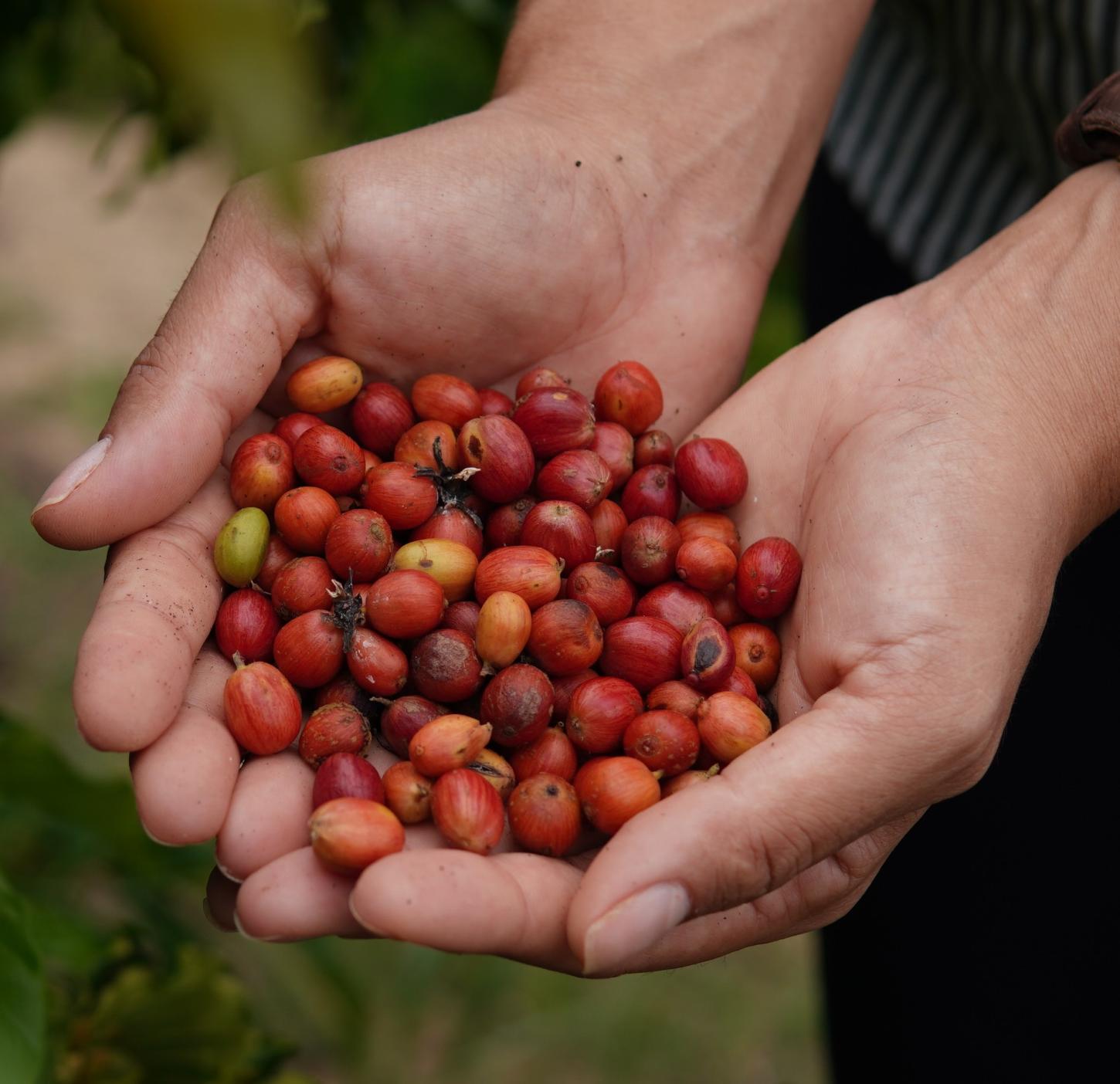 Concurso da Cooabriel amplia premiação e pagará até R$ 15 mil por saca de café conilon
