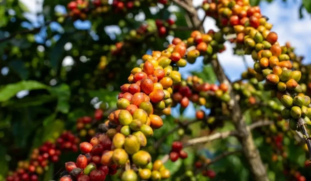 Espírito Santo lança vitrine para conectar produtores de café conilon a grandes compradores