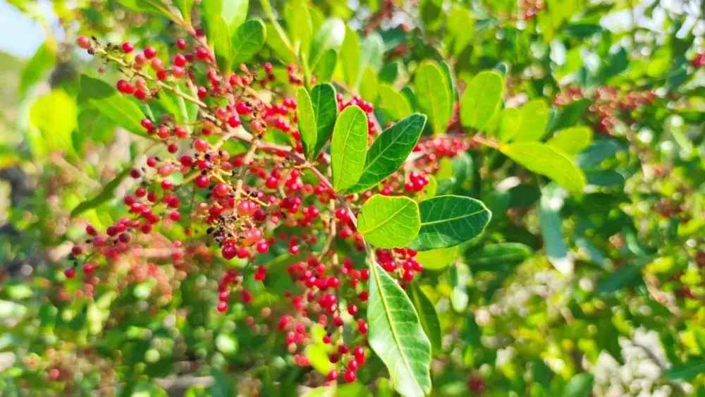 Falta de mão de obra faz produtores perderem até 70% da safra de pimenta-rosa no Espírito Santo
