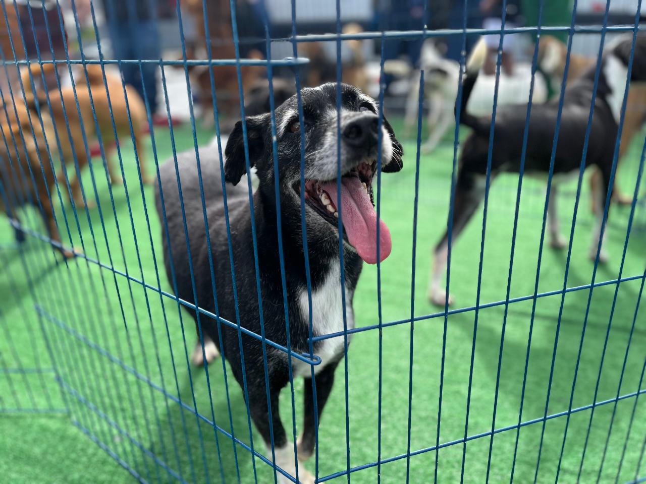 Feira de adoção busca novo lar para 30 cães e gatos resgatados em Cariacica