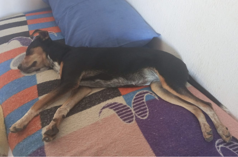 Feira de adoção transforma vidas e garante novos lares para animais resgatados na Serra