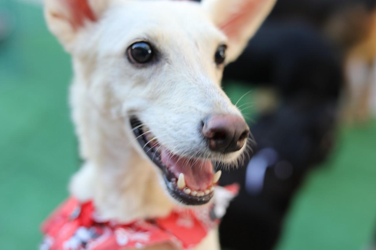 Feira de adoção une solidariedade e clima de arraiá com concurso pet em Cariacica neste sábado