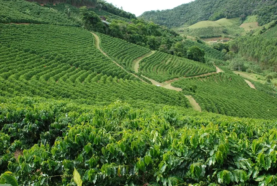 Inadimplência no crédito rural dispara no Brasil, mas Espírito Santo mantém força no agronegócio