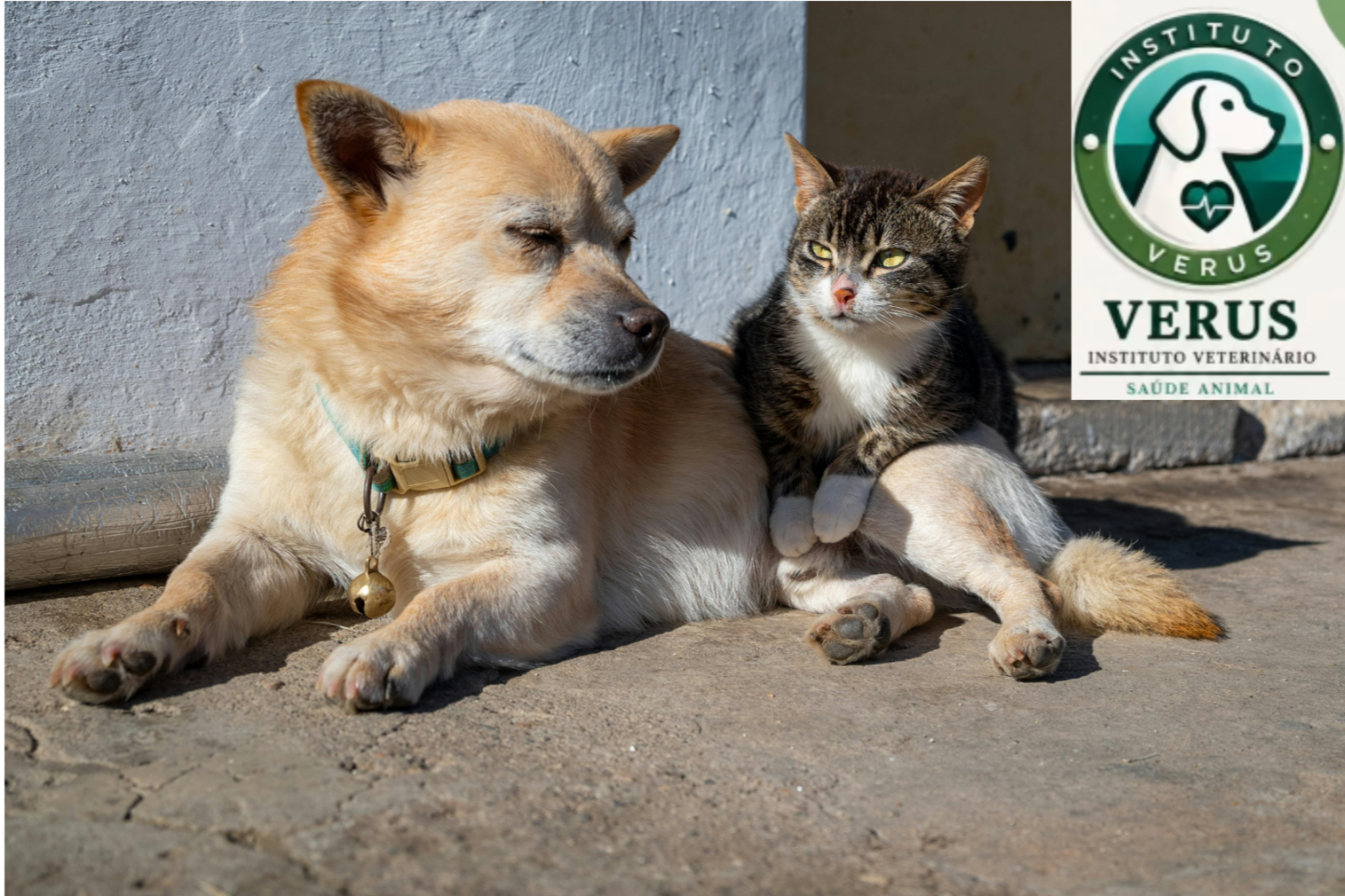 Instituto veterinário conquista título de utilidade pública em Cachoeiro