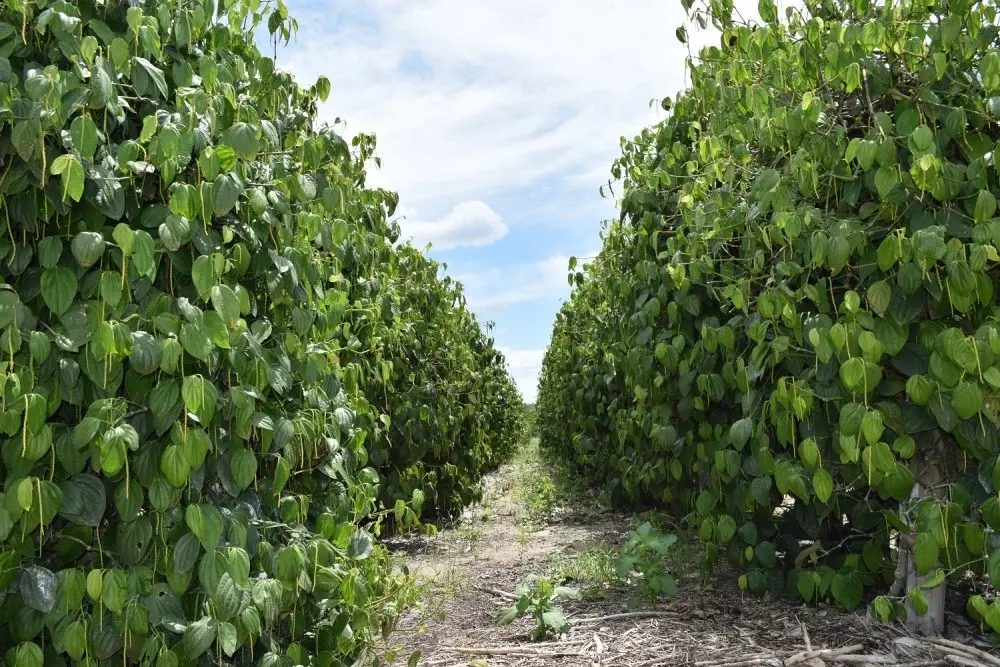 Pimenta do Espírito Santo é a mais barata entre os principais exportadores do mundo