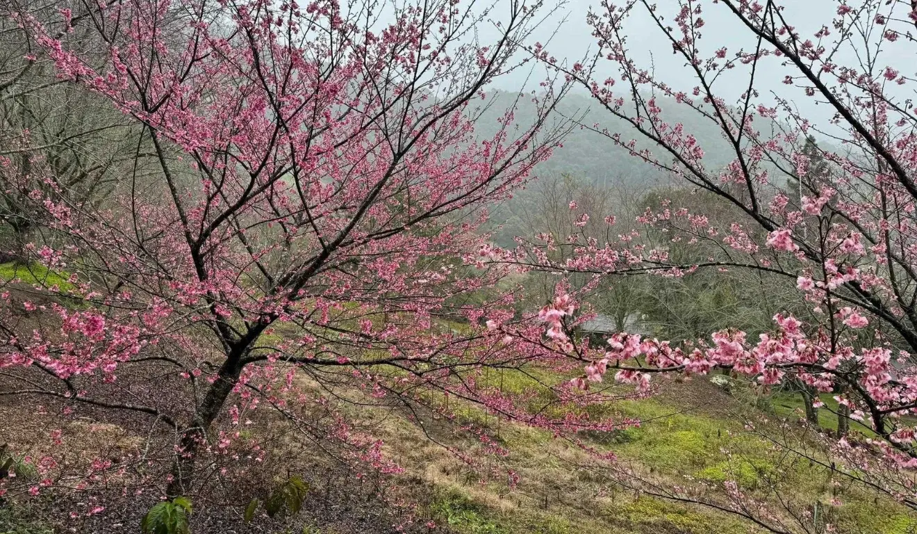 Prepare a câmera! Cerejeiras de Alfredo Chaves entram na fase mais bonita da florada