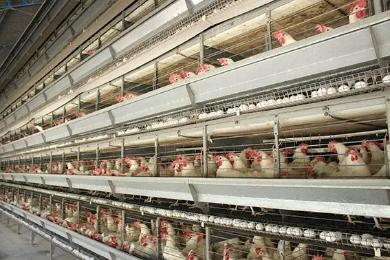 Produção de ovos em Santa Maria de Jetibá entra no período de maior atenção para os produtores