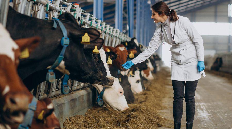 Vila Velha abre processo seletivo para veterinários e engenheiros agrônomos; inscrições começam nesta segunda