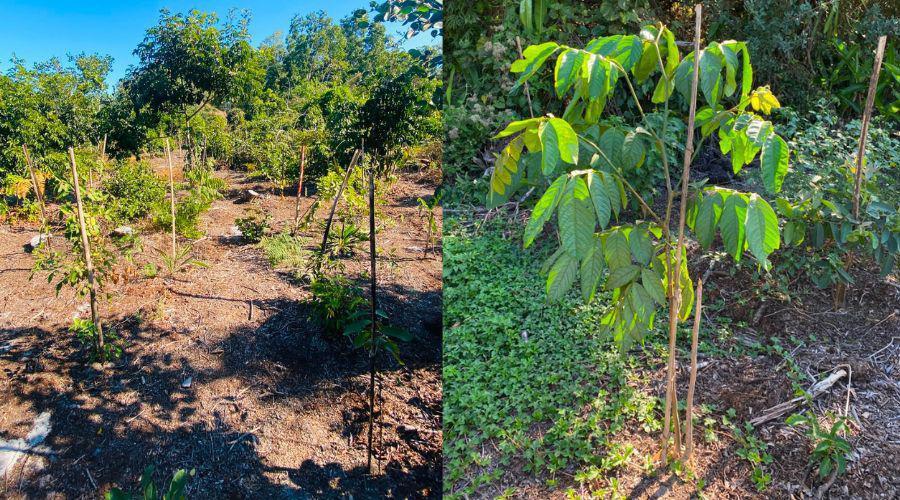 Vila Velha amplia recuperação ambiental e reforça ações contra as mudanças climáticas