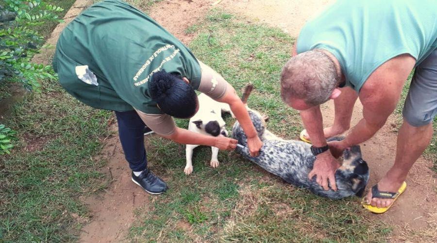 Vila Velha inicia campanha de vacinação antirrábica na zona rural a partir de 13 de julho
