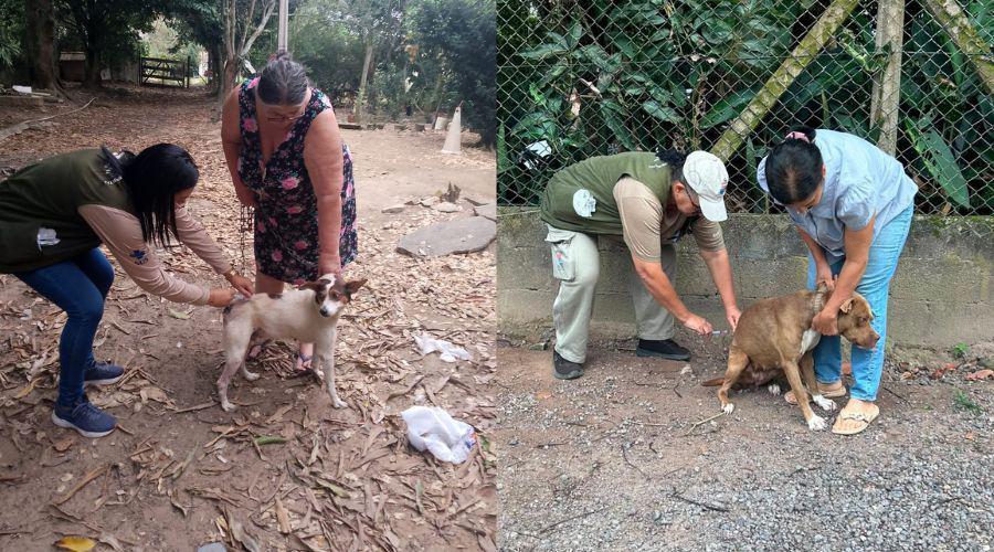 Vila Velha ultrapassa mil animais vacinados contra a raiva na primeira semana da campanha