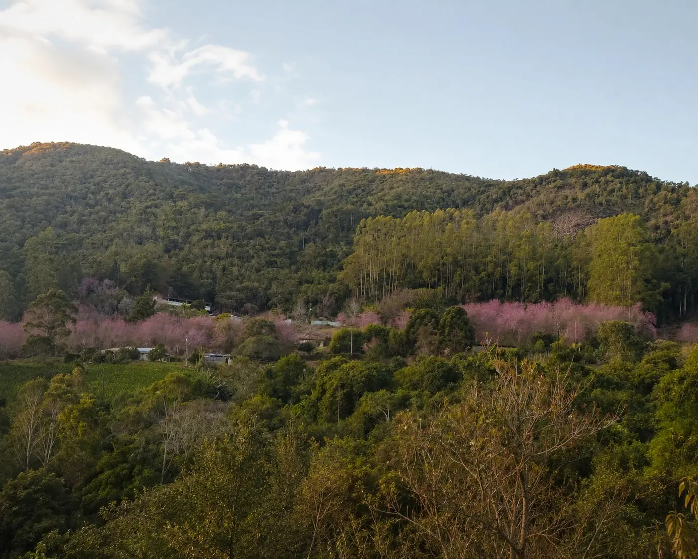 Bosque das Cerejeiras atinge auge da floração e transforma Alfredo Chaves em destino do inverno capixaba