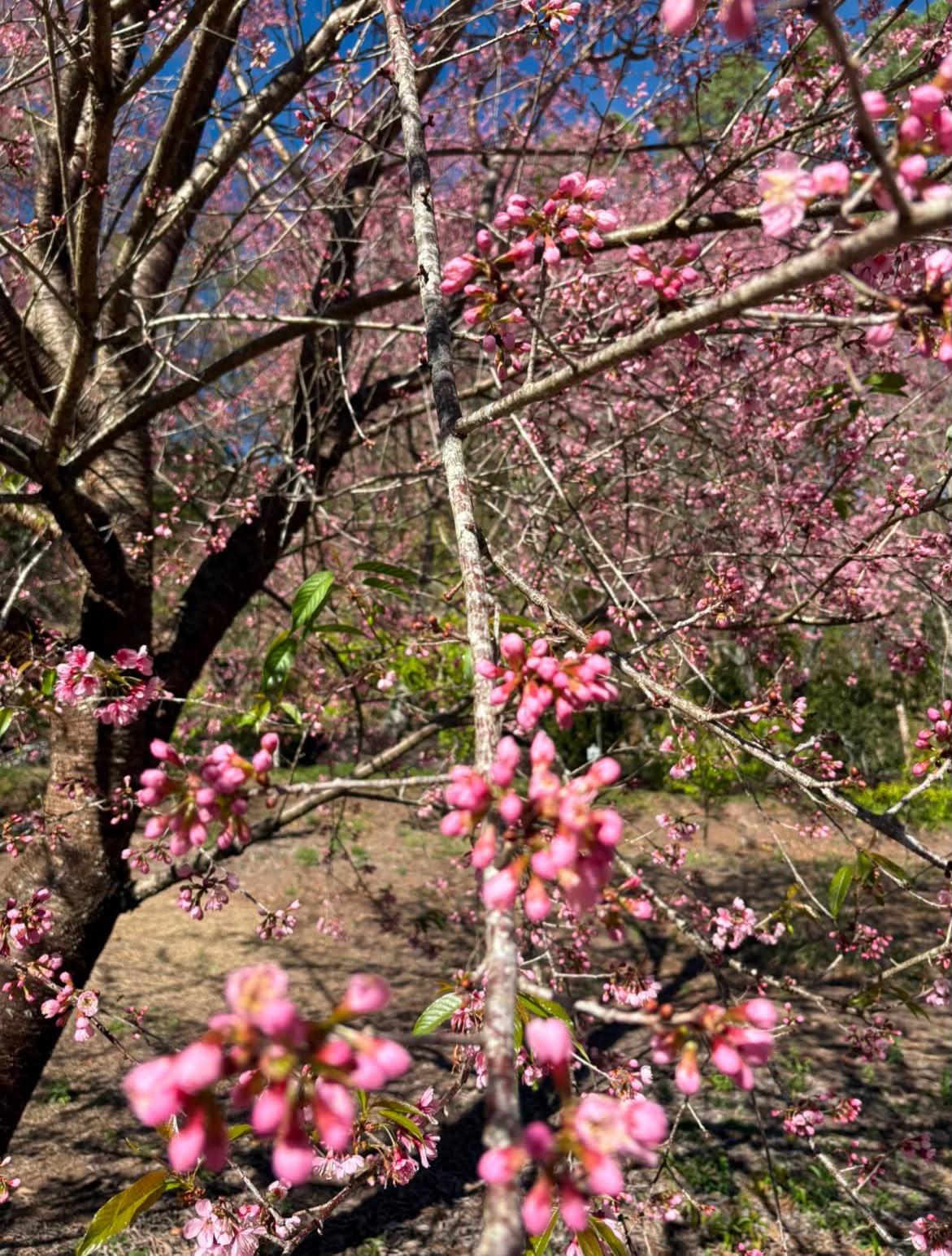 Bosque das Cerejeiras atinge auge da florada e encanta visitantes em Alfredo Chaves