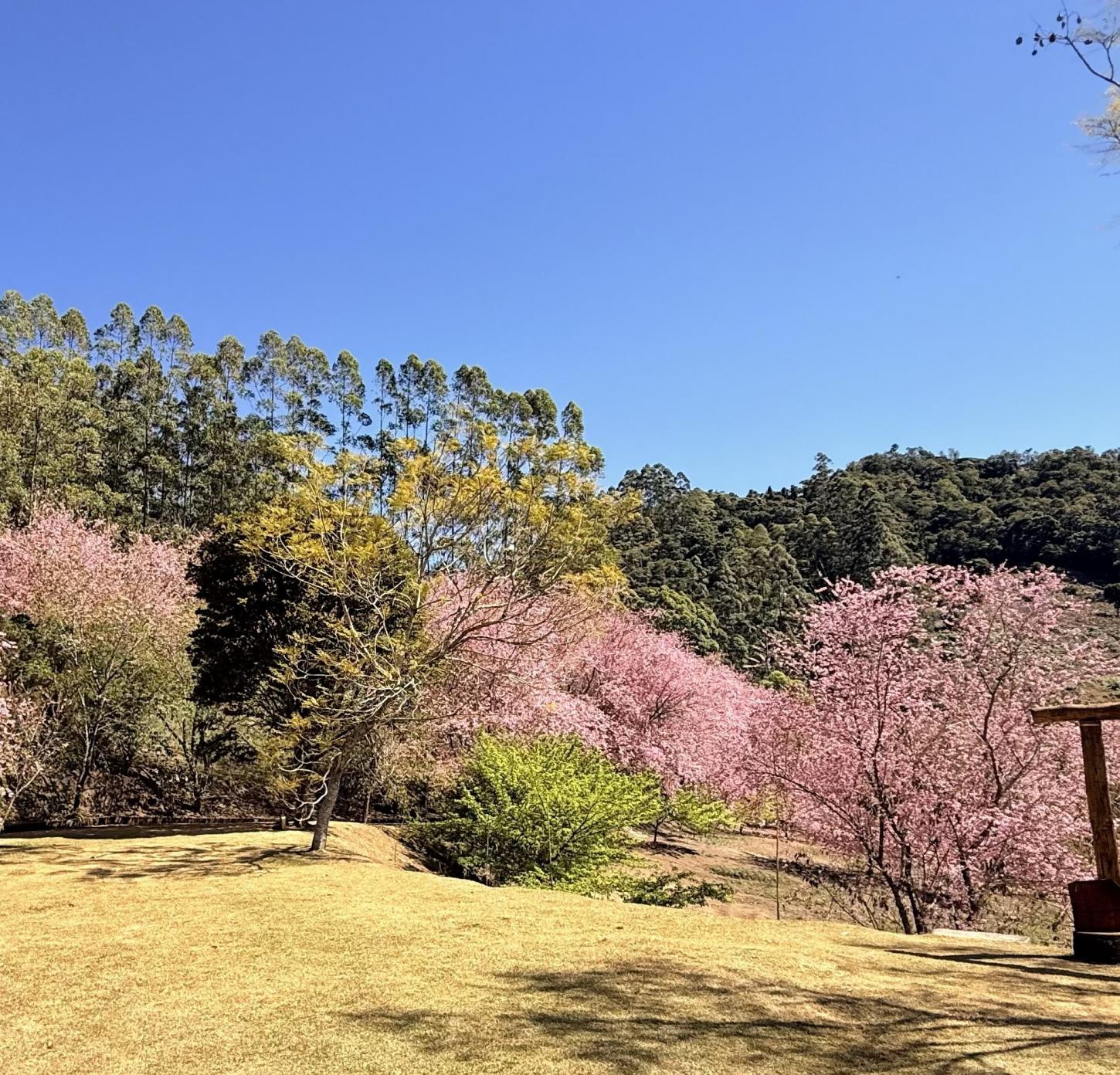 Bosque das Cerejeiras chega ao auge da floração em Alfredo Chaves