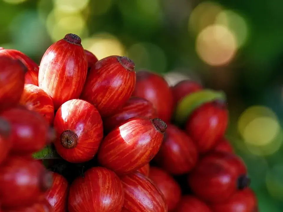 Cafés capixabas deixam de ser commodity e impulsionam uma nova economia no Espírito Santo