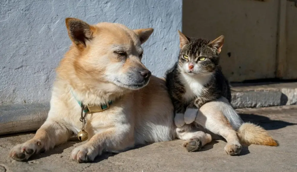 Cariacica abre 150 vagas para castração gratuita de cães e gatos nesta quarta-feira