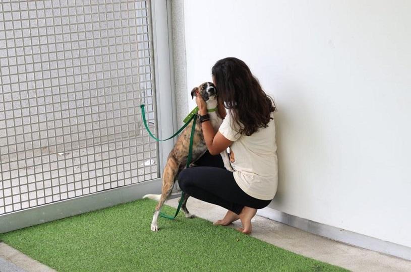 Feira de adoção de cães e gatos acontece nesta sexta no Parque da Cidade, na Serra