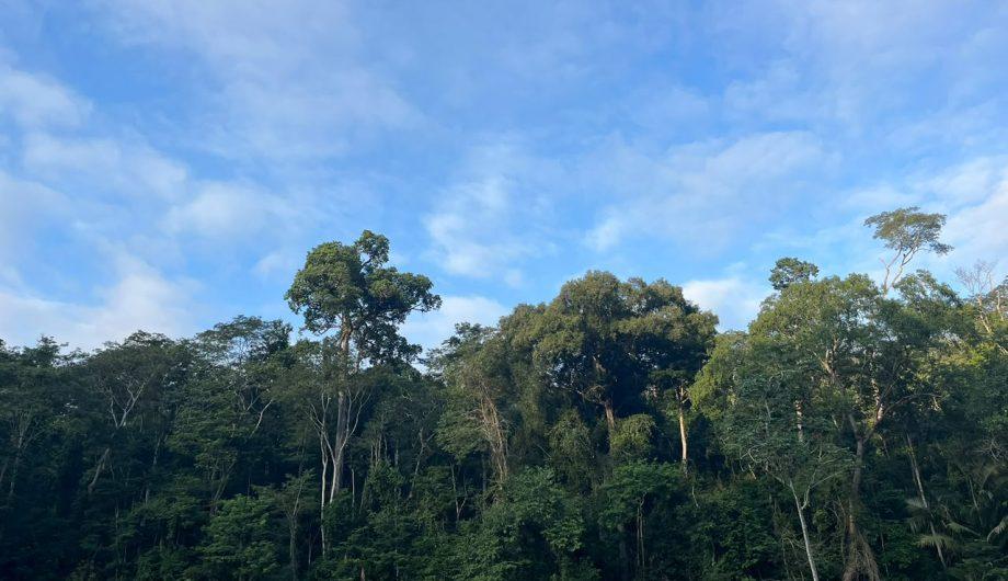 ICMBio esclarece mortes de primatas na Floresta Nacional de Pacotuba e descarta suspeita de febre amarela