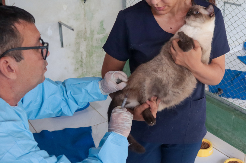 Mais de 21 mil cães e gatos já foram vacinados contra a raiva na Serra; campanha continua nos dias 22 e 23