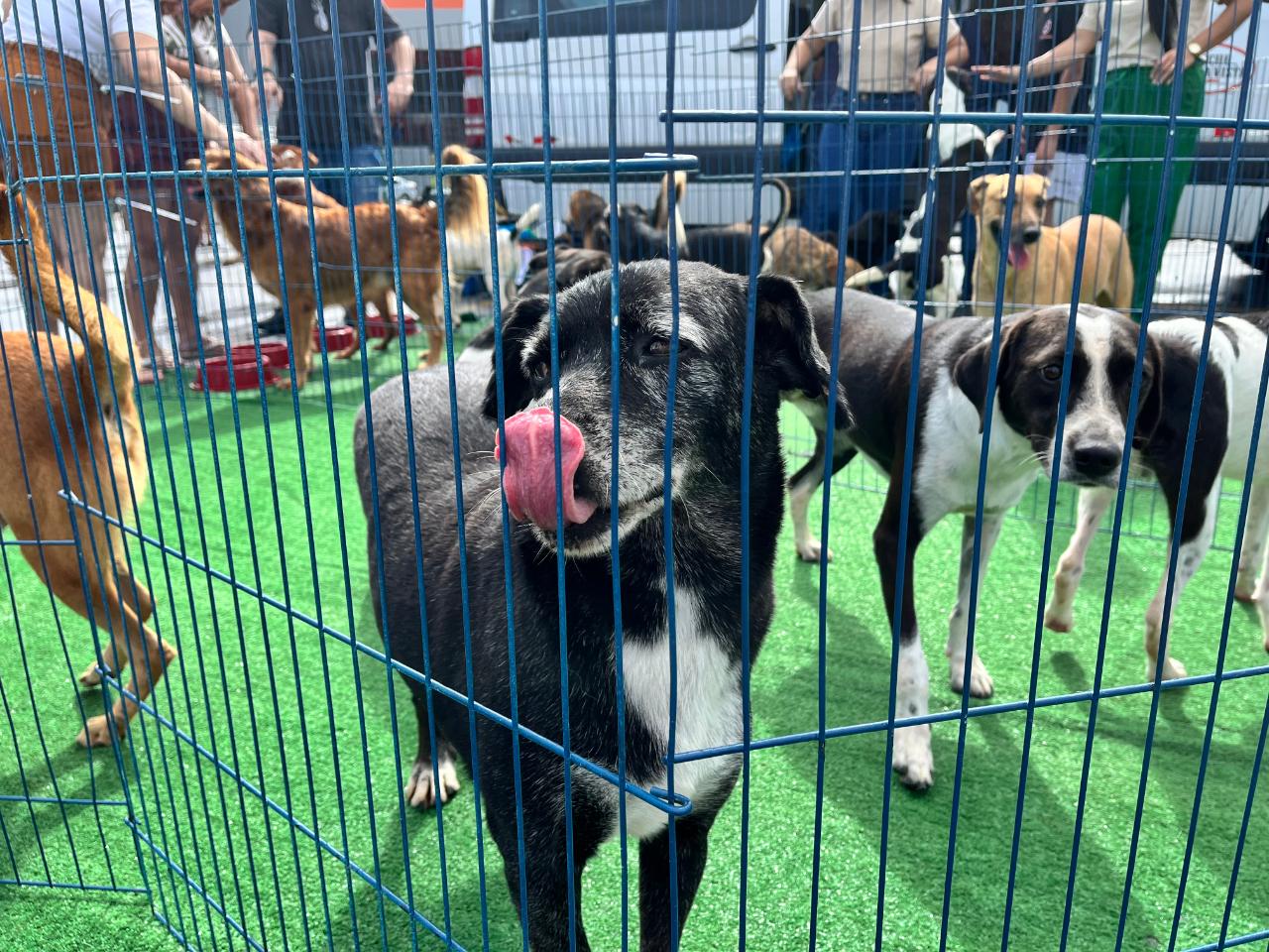 Mais de 30 cães e gatos estarão disponíveis para adoção em Cariacica neste fim de semana