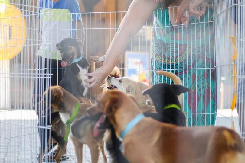 Serra+Cidadã leva atendimento veterinário gratuito e aplica 77 vacinas em cães e gatos