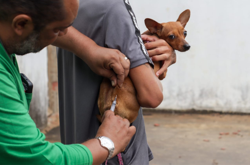Serra leva vacinação antirrábica a 36 bairros neste fim de semana; veja onde haverá atendimentoç