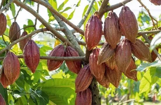 Alfredo Chaves oferece curso gratuito de cultivo de cacau; vagas são limitadas