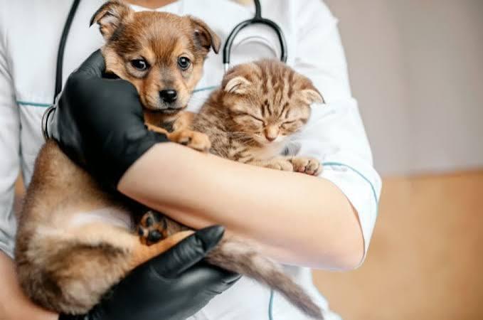 Alfredo Chaves terá castração e vacinação gratuita para cães e gatos; veja como participar