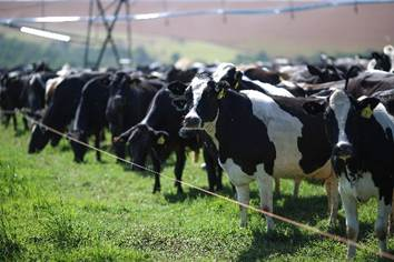 Calor exige atenção redobrada com vacas leiteiras durante o El Niño