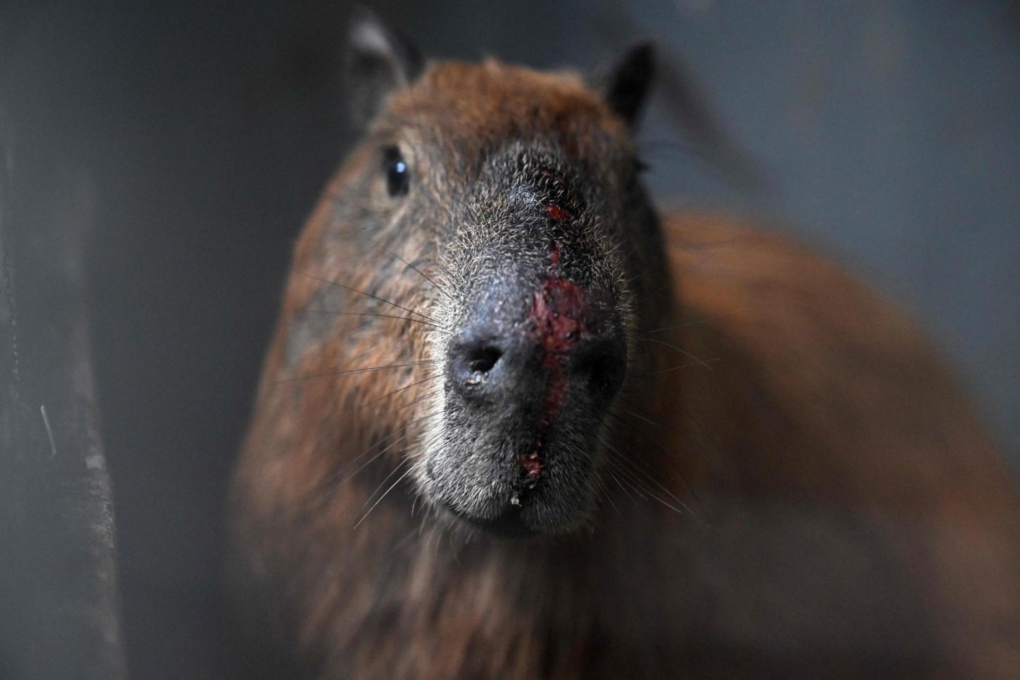 Campanha pede compromisso de candidatos com proteção animal