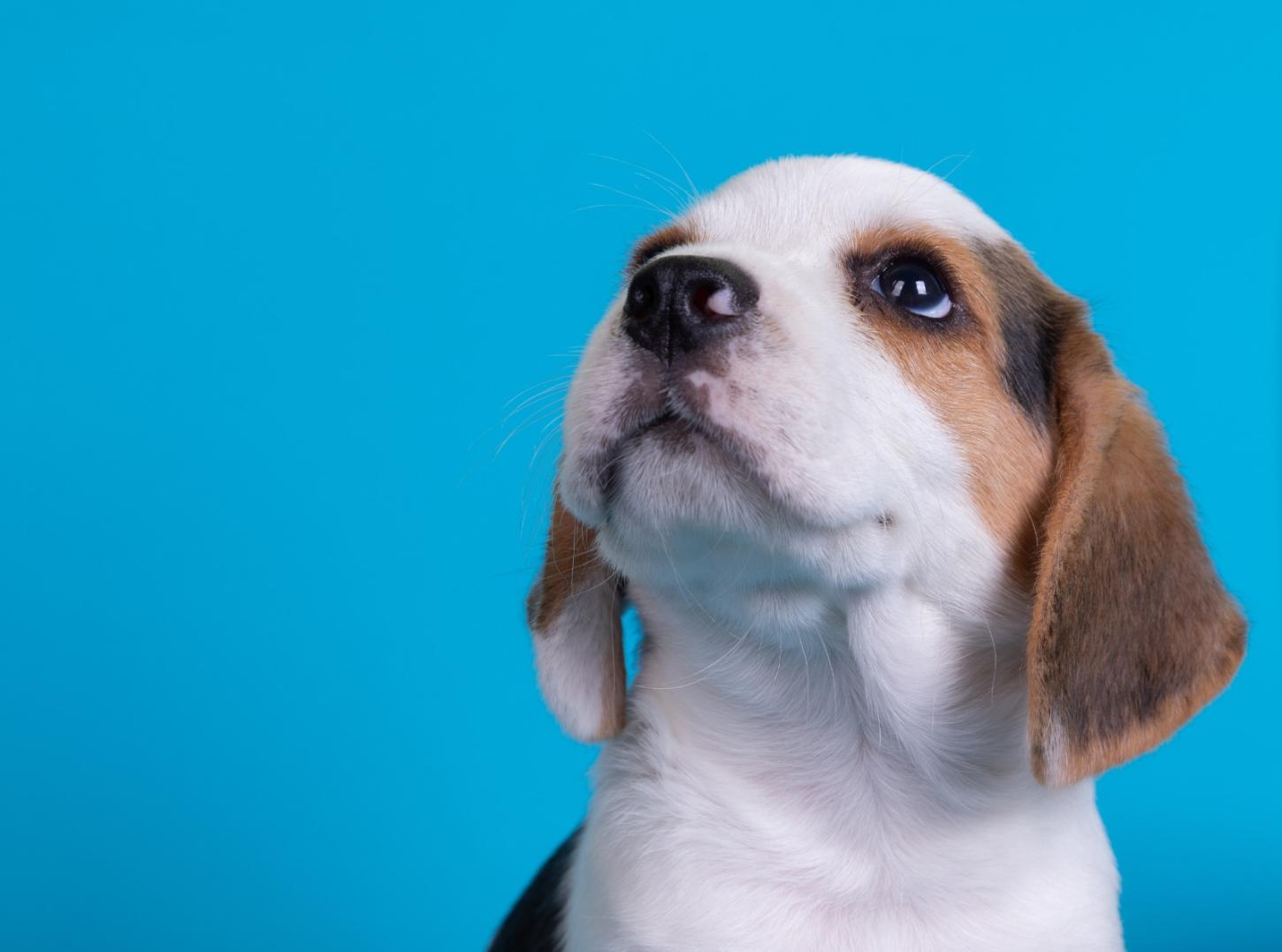 Cariacica abre 300 vagas para castração gratuita de cães e gatos; veja quem pode participar