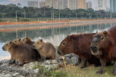 Cercas reduzem acidentes com capivaras na Marginal Pinheiros após dois anos