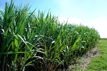 Clima aumenta desafio para produtividade da cana-de-açúcar