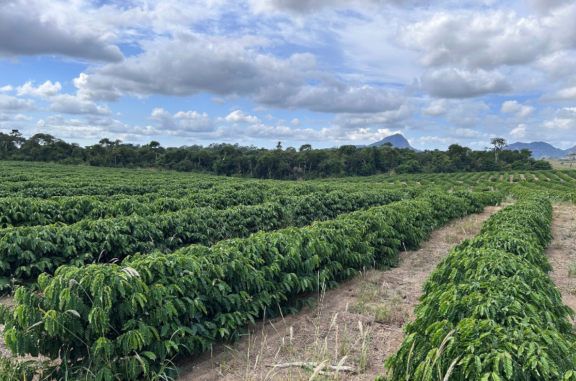 El Niño acende alerta no campo e produtores serão orientados sobre impactos no Espírito Santo