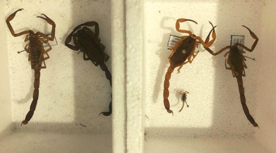 Escorpiões dentro de casa: saiba o que fazer e quais cuidados ajudam a evitar acidentes
