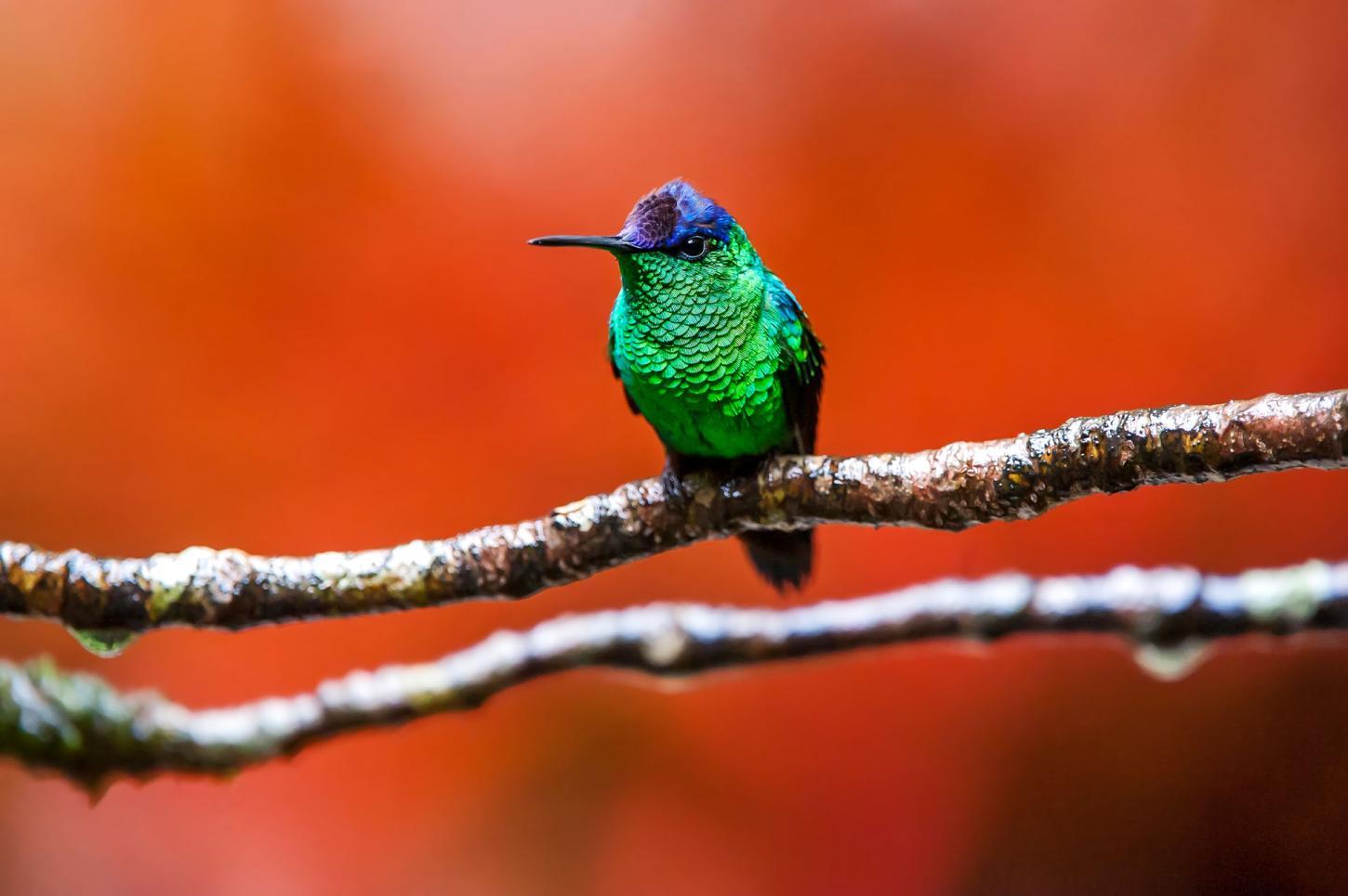 Exposição revela biodiversidade capixaba em Santa Teresa