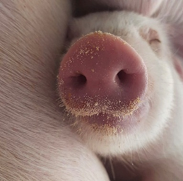 Foto de leitão vence concurso com mais de 1,8 mil inscrições